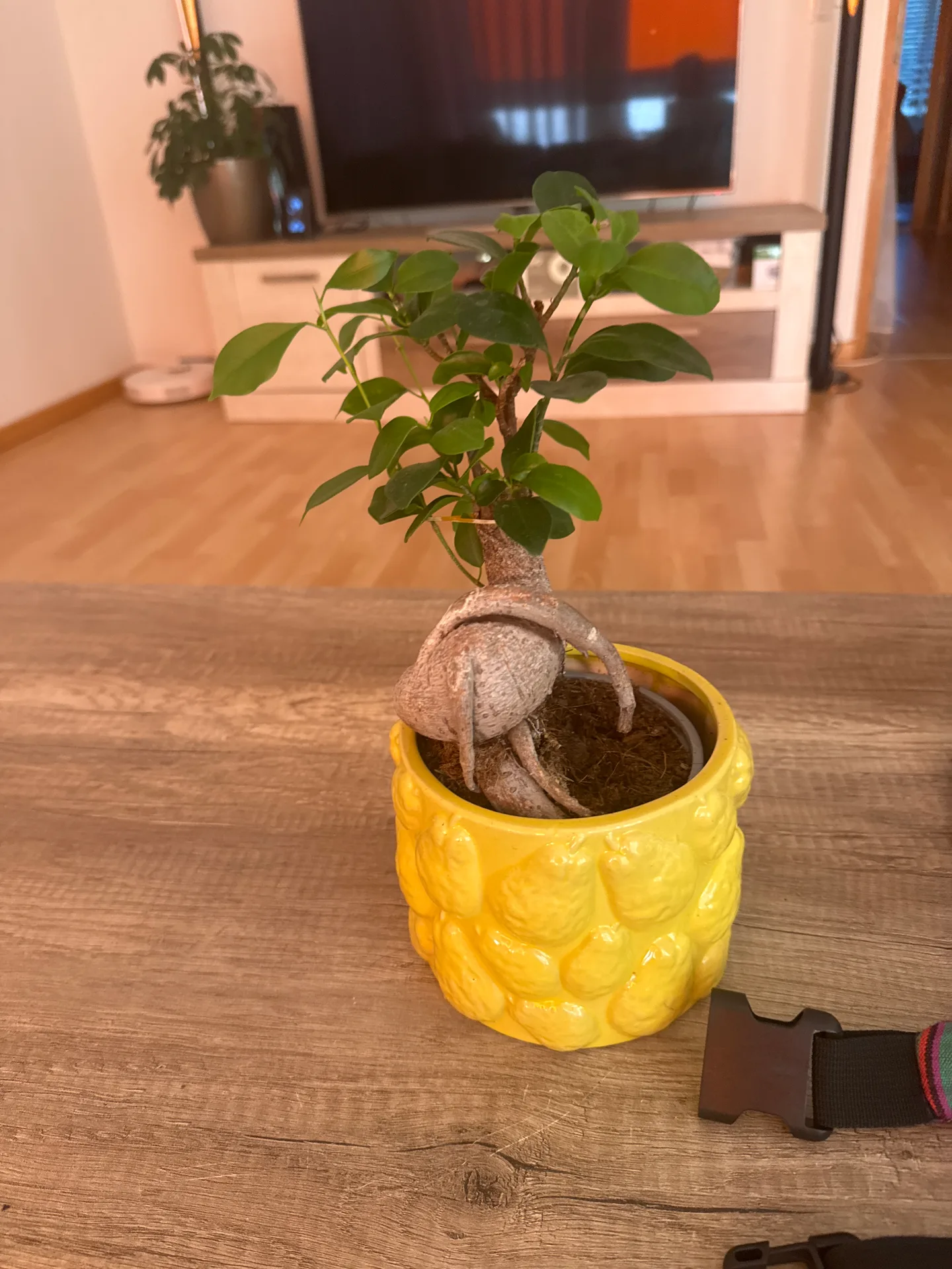 Topfpflanze in gelbem Blumentopf – Bild 1